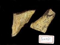 藏品(鹿角兩段)的圖片